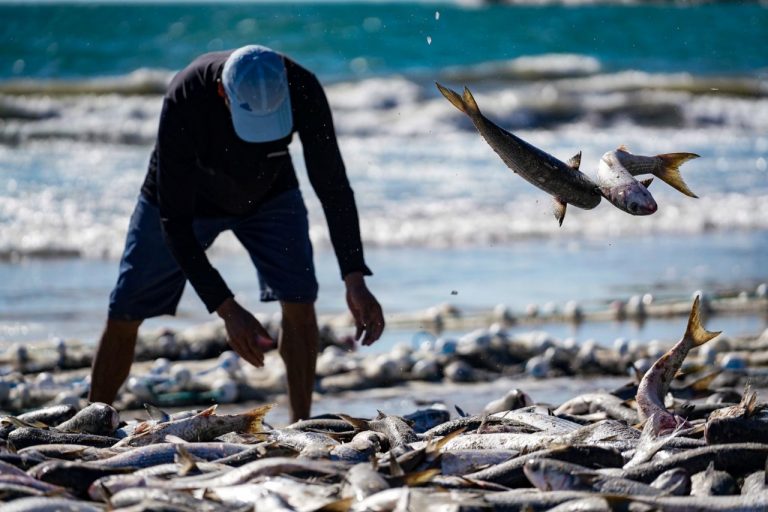 Governo anuncia cota para importação de sardinha com tarifa zero